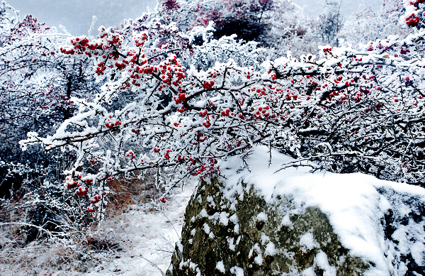 图片8.png 图片8.png